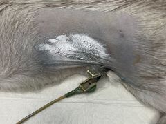 -爱诺耐芙动物医院(万博店)