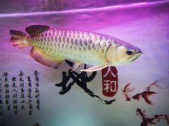 -武汉花鸟市场