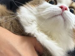 -瑞鹏宠物医院·骨科·猫科·内科(第一中心)