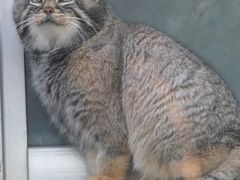 -青藏高原野生动物园