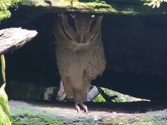 -普洱太阳河森林公园