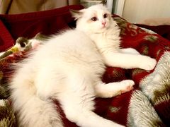 -lincat·猫舍(广州店)