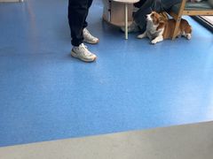 -博特宠物医院24h犬猫全科.骨科·异宠