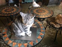 -猫猫幼稚园·撸猫·桌游·电玩