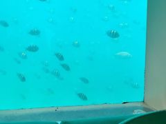 -亚龙湾海底世界