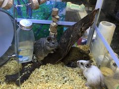 -酷以爬仙阁实体爬宠店·守宫·蜥蜴·专业繁育