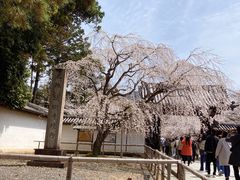-醍醐寺