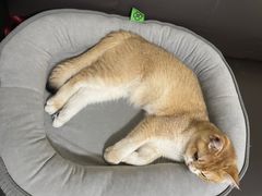 -东方名猫馆·英短金渐层布偶猫舍(环线广场1号楼店)