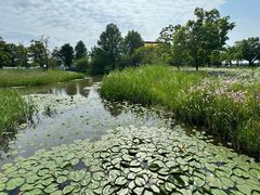 -宁波杭州湾国家湿地公园