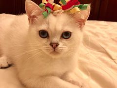 -东方名猫馆·英短金渐层布偶猫舍(环线广场1号楼店)