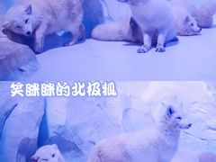 -海合安成都极地海洋公园