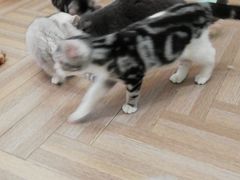 -酷豆宠物咖啡·宠物美食·撸猫馆