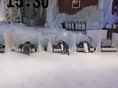 -芜湖新华联大白鲸海洋公园