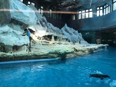 -帝企鹅自助餐厅•儿童岛•真企鹅(长隆企鹅酒店)