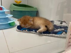 -1013 PET SHOP精品宠物商店(丁香店)