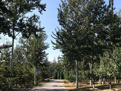 -永定河休闲森林公园