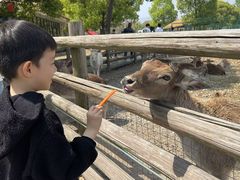 -苏州太湖西山岛开心农场