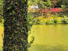 -深圳仙湖植物园