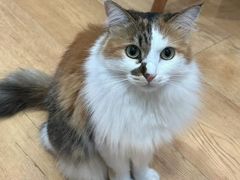 -是阿柴呀！柴犬咖啡·爱喵喵猫咖