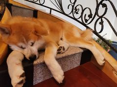 -喜柴咖啡·柴犬狗咖