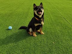 -北京京卫宠物寄养训练中心