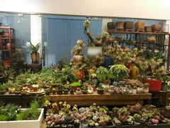 -双季花艺园艺市场(浦东店)