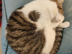 -COLOR PETS 撸猫馆·购猫·猫咖(长风大悦城店)