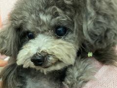-芭比堂动物医院·24小时·眼科中心(深圳中心)