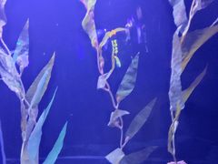 -上海海洋水族馆