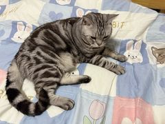 -瑞派康怡24h宠物医院·犬猫医疗中心·微创绝育(瑞景分院)