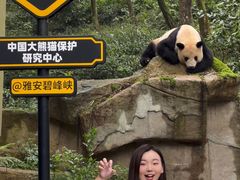 -中国大熊猫保护研究中心雅安碧峰峡基地