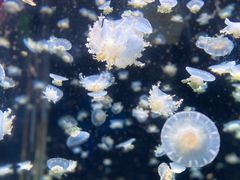 -太平洋海底世界