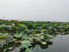 -白洋淀景区