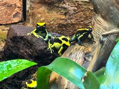 -阿提斯皇家动物园