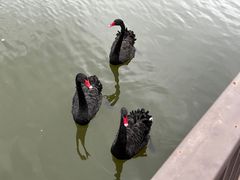 -福建鲤鱼洲酒店