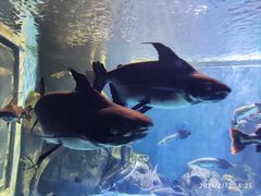 -多彩贵州城极地海洋世界