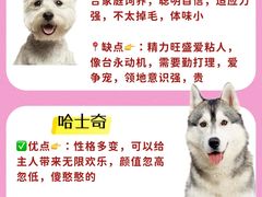 -翊宠yipet猫狗购宠庄园