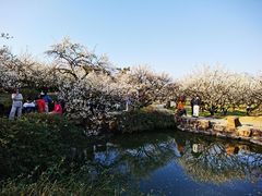 -香雪海