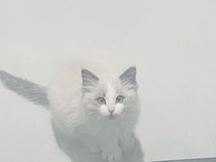 -柚子猫舍·精品猫舍购猫·猫咪认养·购宠·宠物店