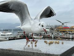 -海埂大坝