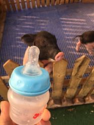 -萌宠亲子动物乐园(槐房万达店)