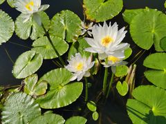 -华南国家植物园-售票处
