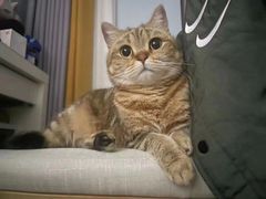 -老吴的猫·猫舍(新区店)