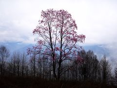 -九皇山景区