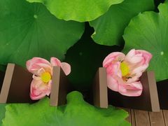 -陈家山荷花公园