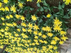 -洛阳郁金香牡丹园