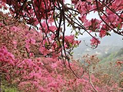 -木兰云雾山
