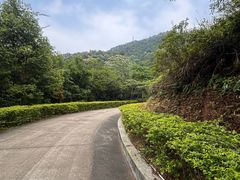 -田心森林公园