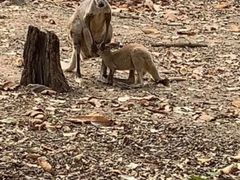 -清迈夜间动物园