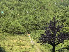 -龙里油画大草原旅游区